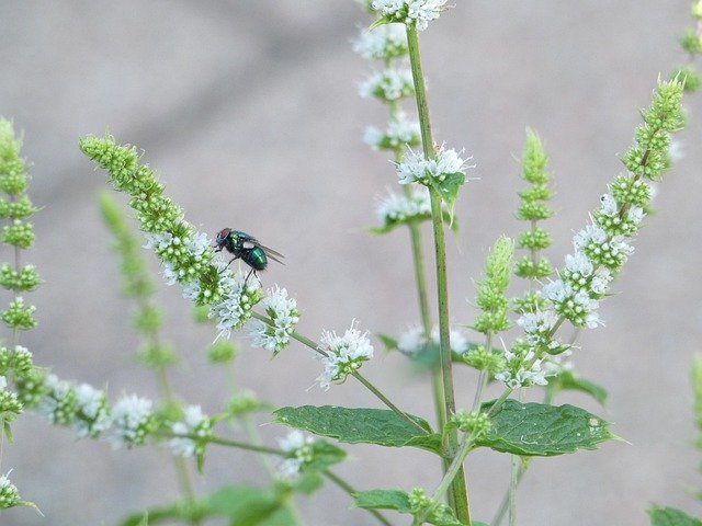 Free download Fly Green Peppermint -  free photo or picture to be edited with GIMP online image editor