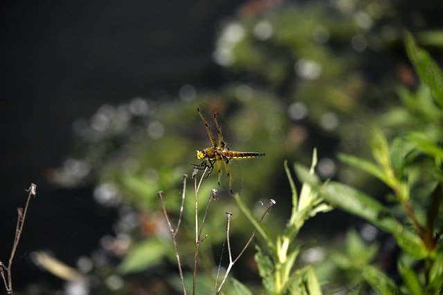 Free download Flying Insect Brown Dragonfly -  free photo or picture to be edited with GIMP online image editor