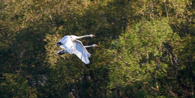 Free download Flying Swans Swan -  free photo or picture to be edited with GIMP online image editor