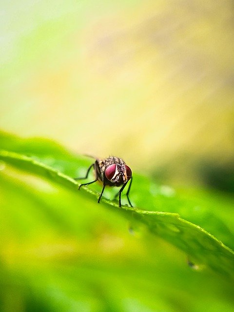 Free download fly insect animal winged insect free picture to be edited with GIMP free online image editor