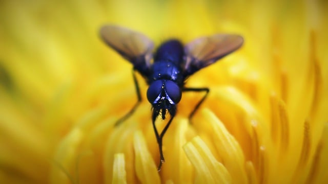 Free download fly insect eyes macro closeup free picture to be edited with GIMP free online image editor