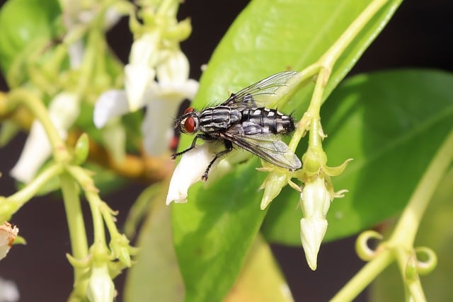 Free download fly insect flower jasmine spring free picture to be edited with GIMP free online image editor