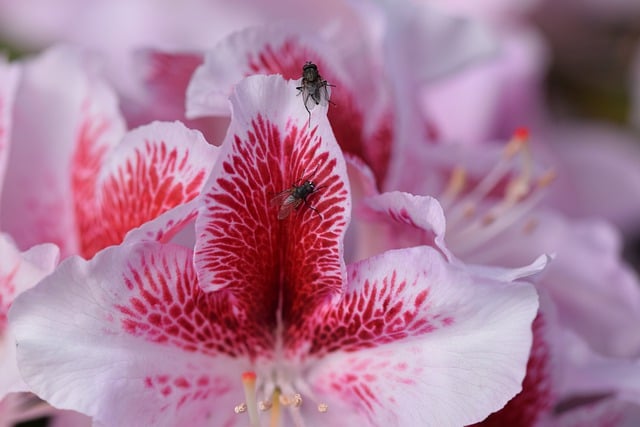 Free download fly insect flowers rhododendron free picture to be edited with GIMP free online image editor