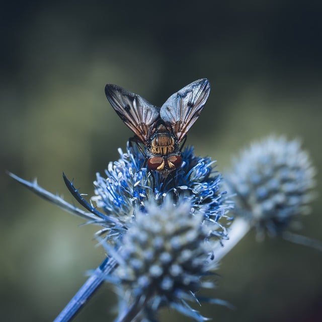 Free download fly insect flying hedgehog fly free picture to be edited with GIMP free online image editor