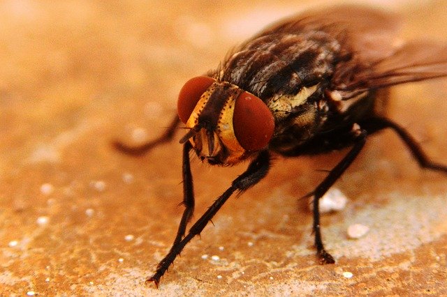 Скачать бесплатно Fly Insects Nature - бесплатное фото или изображение для редактирования с помощью онлайн-редактора изображений GIMP
