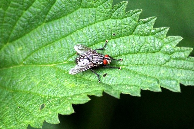 Free download Fly Leaf Close Up -  free photo or picture to be edited with GIMP online image editor