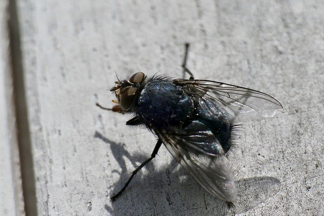 Free download Fly Macro Close Up Compound -  free photo or picture to be edited with GIMP online image editor