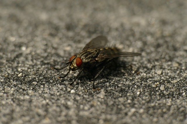 Free download Fly Macro Compound Eyes -  free photo or picture to be edited with GIMP online image editor