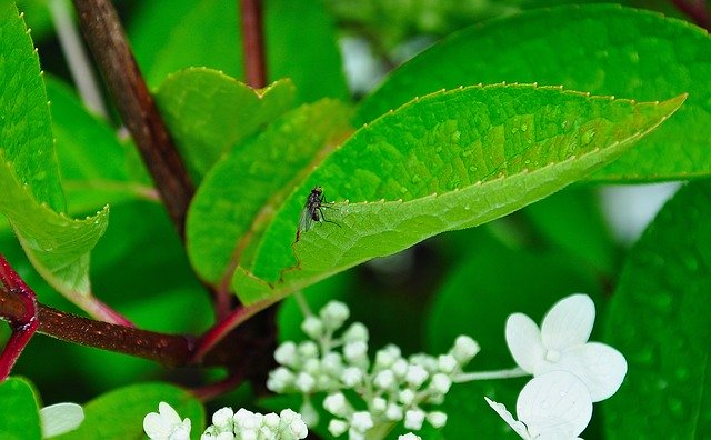 Free download Fly Macro Green -  free photo or picture to be edited with GIMP online image editor