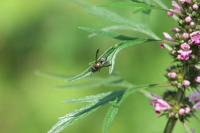 Free download Fly Nature Insect -  free photo or picture to be edited with GIMP online image editor