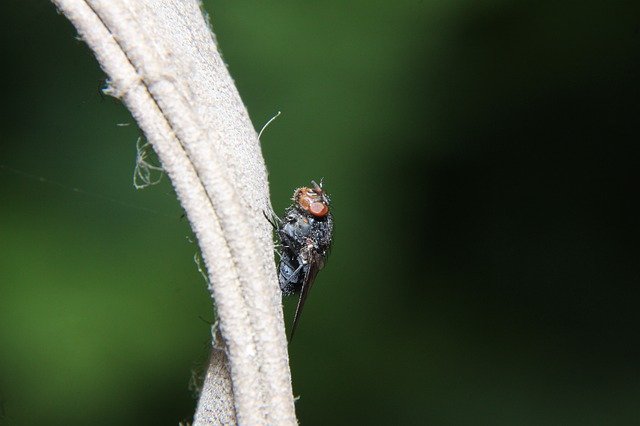 Free download Fly Nearby Insect -  free photo or picture to be edited with GIMP online image editor