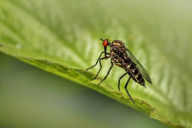 Free download fly robberfly animalia compound free picture to be edited with GIMP free online image editor