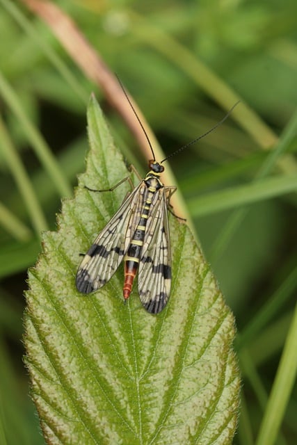 Free download fly scorpion fly insect female free picture to be edited with GIMP free online image editor