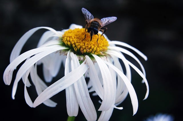 Free download fly white flower daisy macro free picture to be edited with GIMP free online image editor