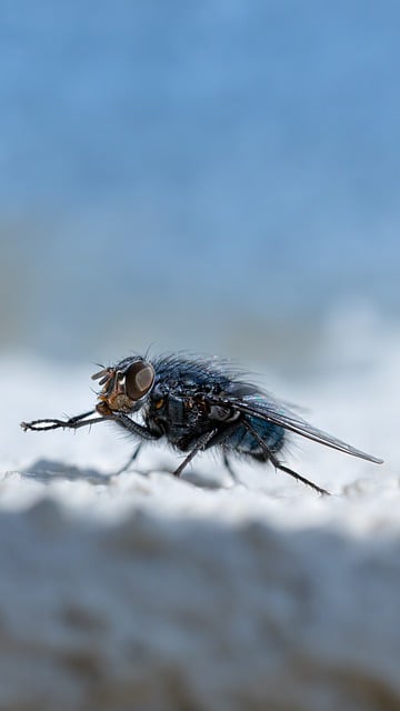 Free download fly wings compound eyes insect free picture to be edited with GIMP free online image editor