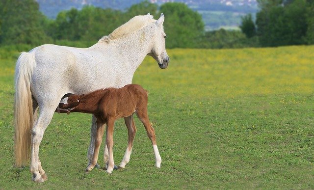 Free download foal brown drunk mom mare white free picture to be edited with GIMP free online image editor