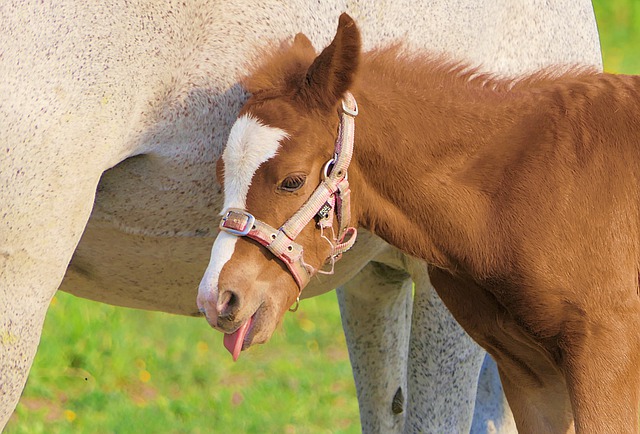 Free download foal brown tongue drunk funny free picture to be edited with GIMP free online image editor