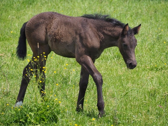 Free download foal horse mammal meadow grass free picture to be edited with GIMP free online image editor