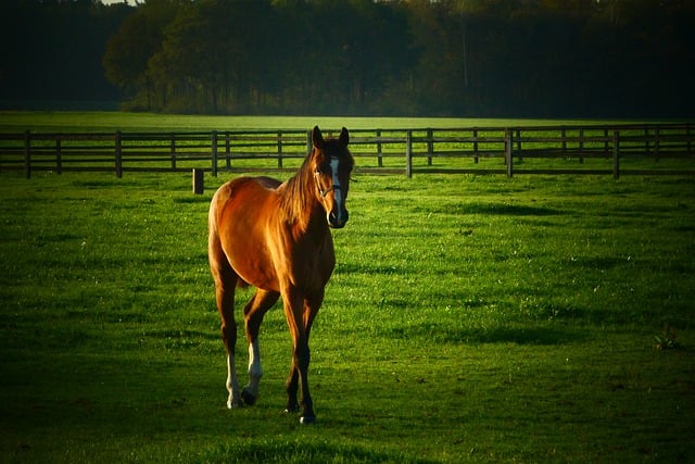 Free download foal horse nature farm to breed free picture to be edited with GIMP free online image editor