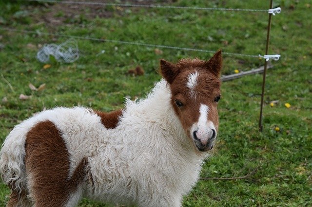 Free download Foal Pony Jarod Small Horse -  free photo or picture to be edited with GIMP online image editor