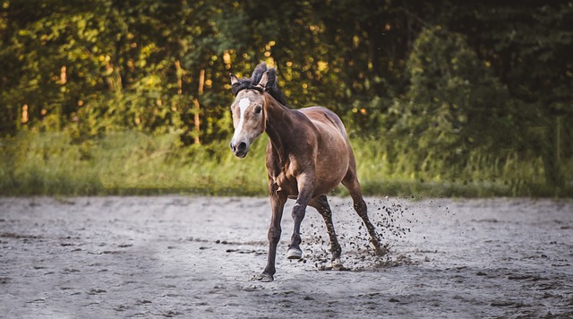 Free download foal yearling horse river mare free picture to be edited with GIMP free online image editor