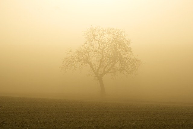 Free download Fog Sun Trees -  free photo or picture to be edited with GIMP online image editor