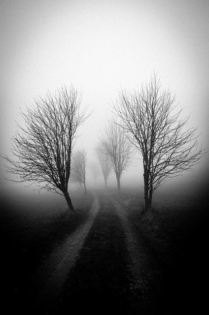 Free download Fog Tree Shadow -  free photo or picture to be edited with GIMP online image editor