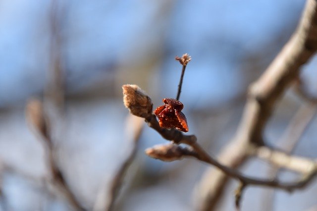 Free download Foliage Buds Bud -  free photo or picture to be edited with GIMP online image editor