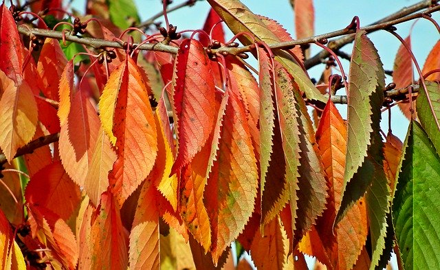 Free download Foliage Cherry Colorful -  free photo or picture to be edited with GIMP online image editor