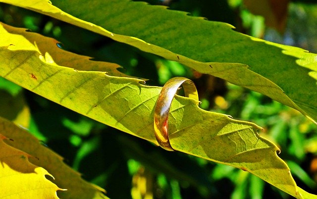 Free download Foliage Chestnut Edible Wedding -  free photo or picture to be edited with GIMP online image editor