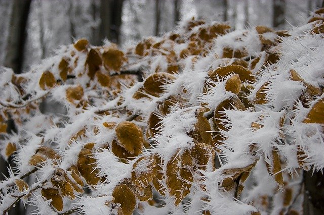 Free download Foliage Ice Cold -  free photo or picture to be edited with GIMP online image editor