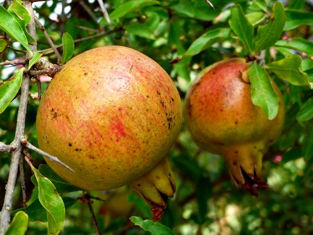 Free download Food Fruit Grenades -  free photo or picture to be edited with GIMP online image editor