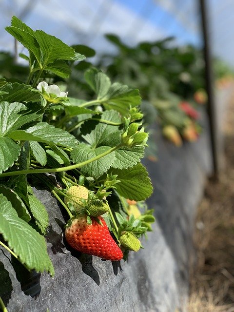 Free download Food Strawberry Fruit -  free photo or picture to be edited with GIMP online image editor