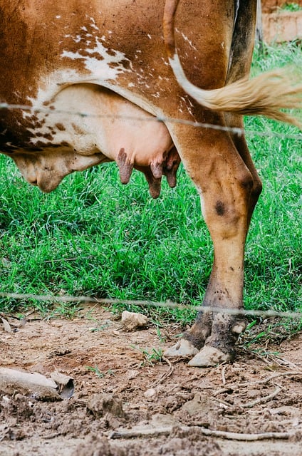 Free download food summer nature animal cow free picture to be edited with GIMP free online image editor