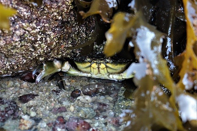 Free download Foreshore Green Crab Carcinus -  free photo or picture to be edited with GIMP online image editor