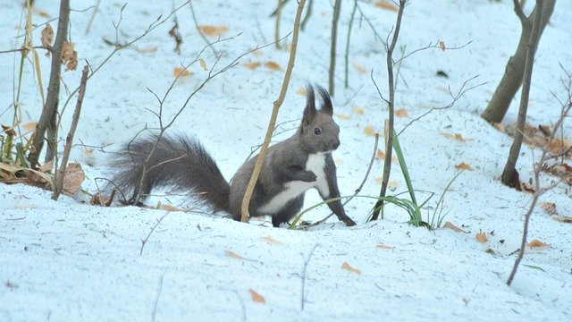 Free download Forest Animals Rodents -  free photo or picture to be edited with GIMP online image editor