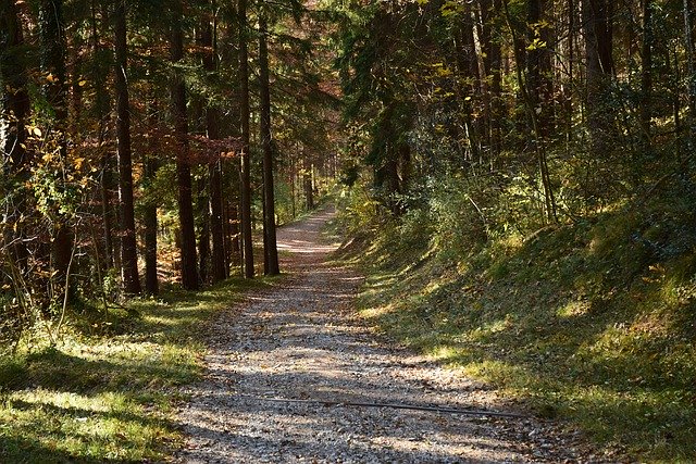 Free download Forest Autumn Landscape -  free photo or picture to be edited with GIMP online image editor