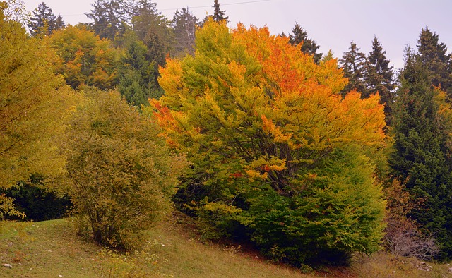 Free download forest autumn trees panorama free picture to be edited with GIMP free online image editor