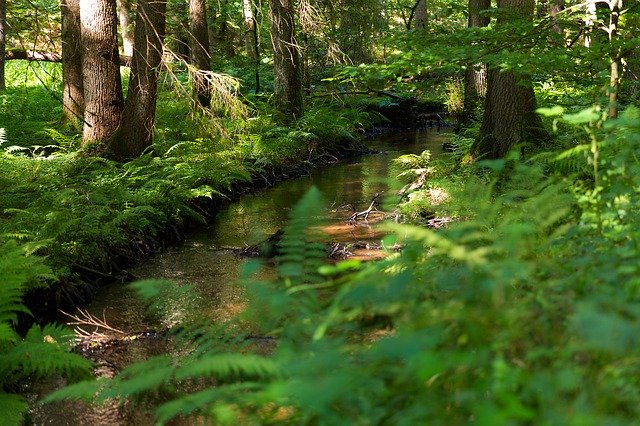 Free download Forest Bach River -  free photo or picture to be edited with GIMP online image editor