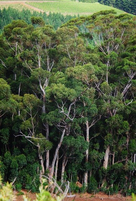 Free download Forest Bluegum Trees -  free photo or picture to be edited with GIMP online image editor