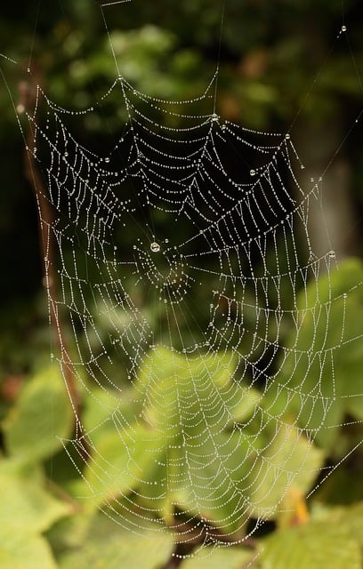 Free download forest bush spider web cobwebs free picture to be edited with GIMP free online image editor