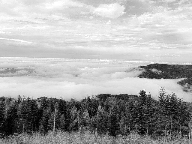 Free download Forest Clouds Landscape -  free photo or picture to be edited with GIMP online image editor