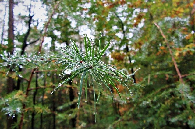 Free download Forest Drops Fir Tree -  free photo or picture to be edited with GIMP online image editor