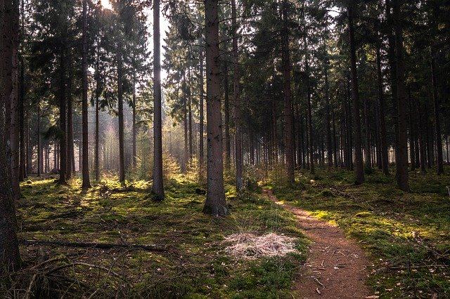 Free download Forest Dutch Landscape -  free photo or picture to be edited with GIMP online image editor