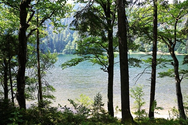 Free download Forest Feldberg Landscape -  free photo or picture to be edited with GIMP online image editor