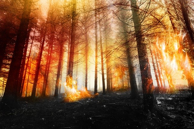 Free download Forest Fire Wood -  free photo or picture to be edited with GIMP online image editor