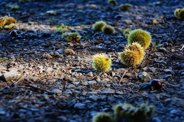 Free download Forest Floor Chestnut Prickly -  free photo or picture to be edited with GIMP online image editor