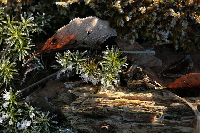 Free download forest floor ground frost moss wood free picture to be edited with GIMP free online image editor