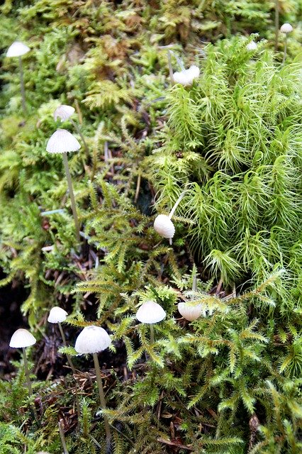 Free download Forest Floor Moose Mushrooms -  free photo or picture to be edited with GIMP online image editor