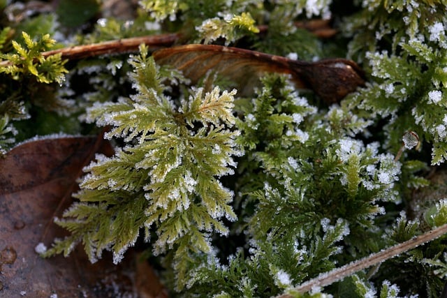 Free download forest floor moss maple seeds free picture to be edited with GIMP free online image editor